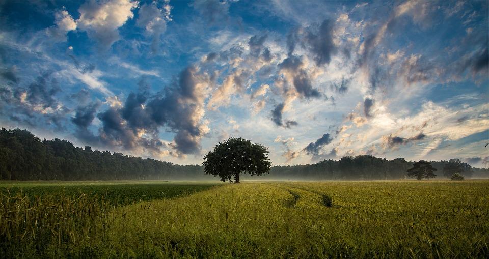 prato con albero