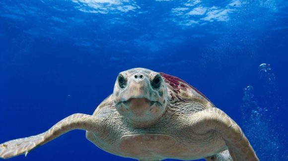 Tartarughe marine, monitorare i loro ambienti e salvaguardarle con i GIS Tartarughe marine, monitorare i loro ambienti e salvaguardarle con i GIS
