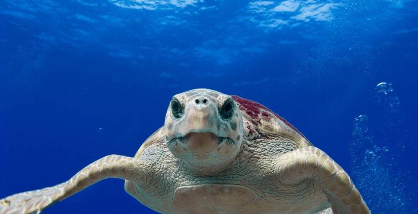 Tartarughe marine, monitorare i loro ambienti e salvaguardarle con i GIS Tartarughe marine, monitorare i loro ambienti e salvaguardarle con i GIS