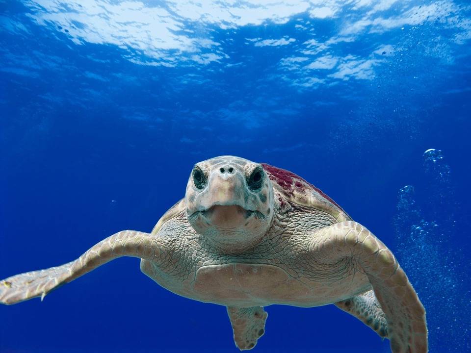 tartaruga caretta caretta