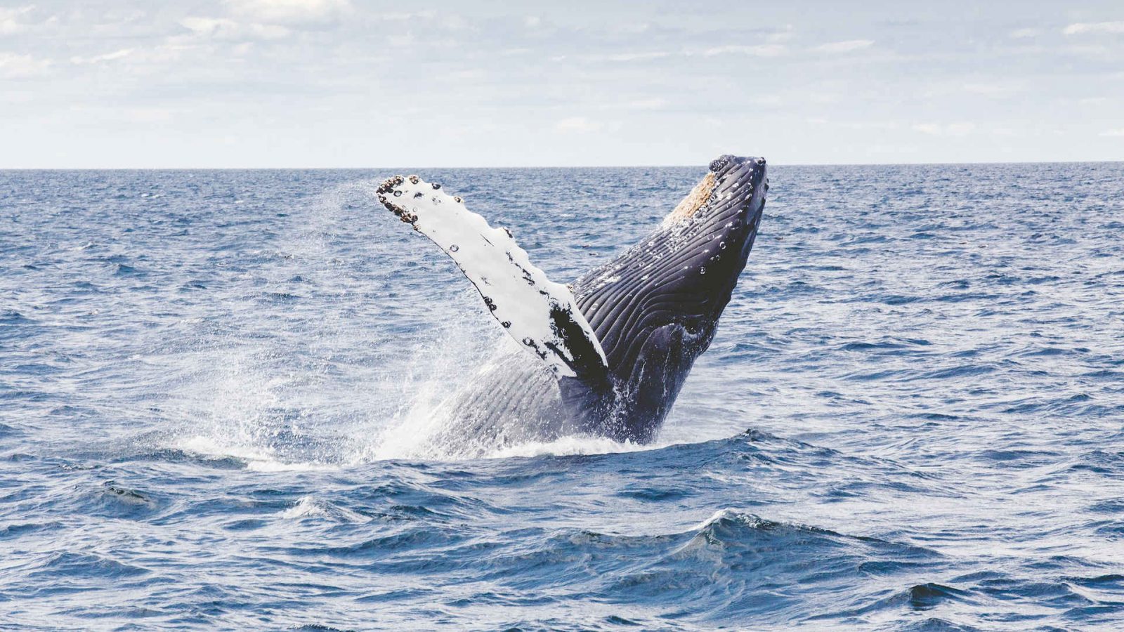 balena che salta fuori dall'acqua