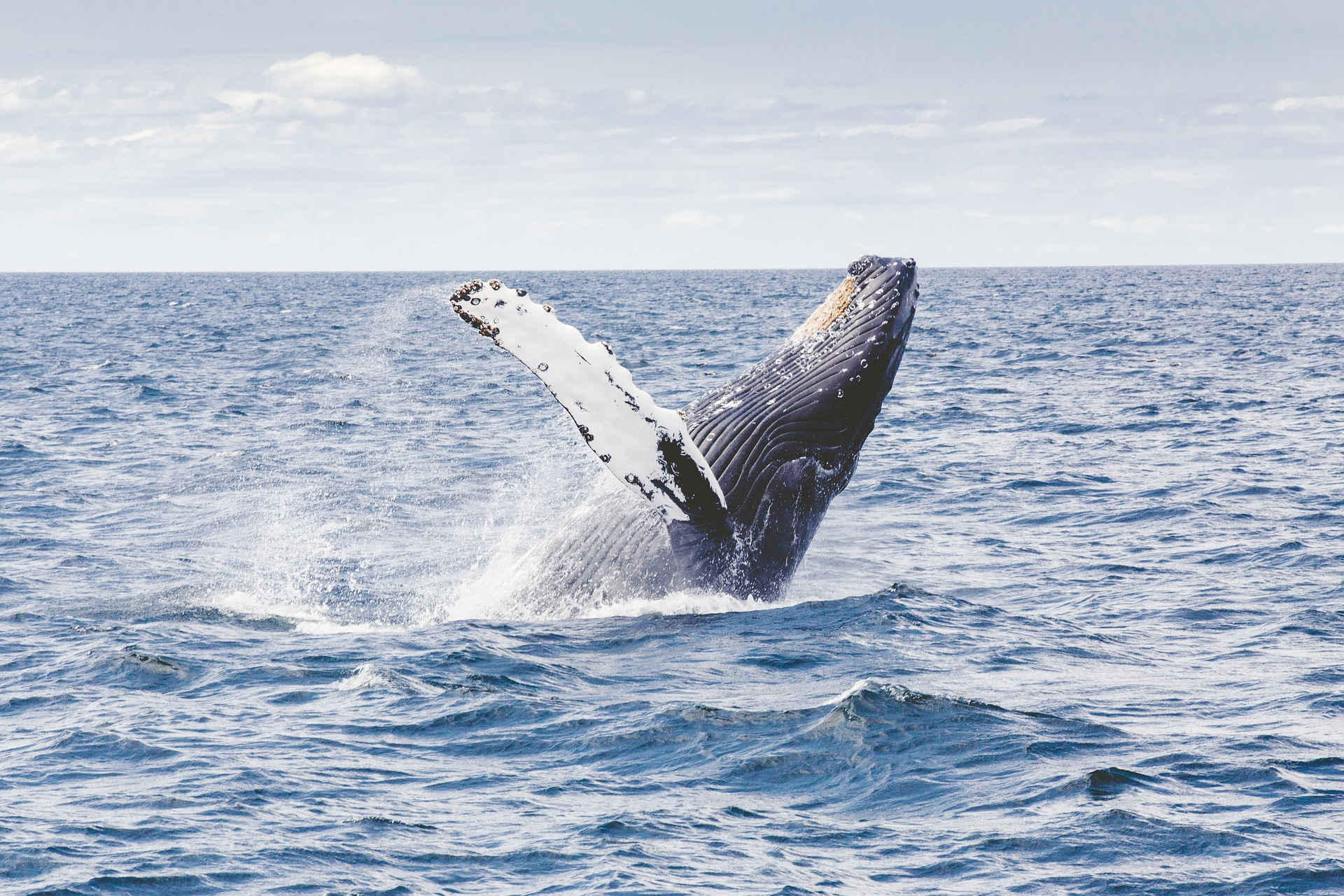 balena che salta fuori dall'acqua