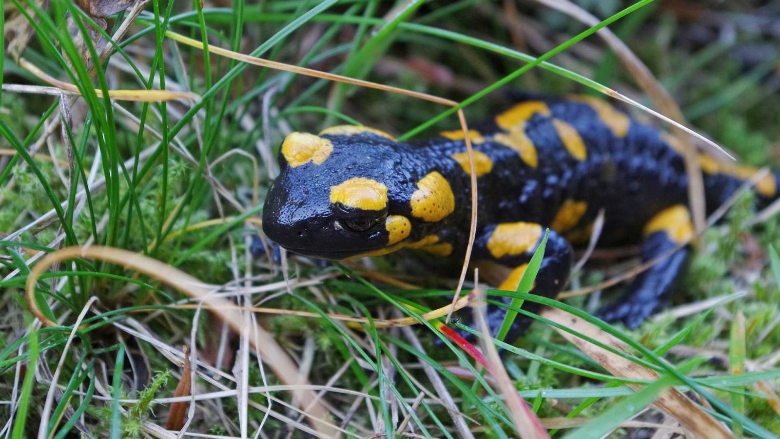 salamandra yamato in giappone