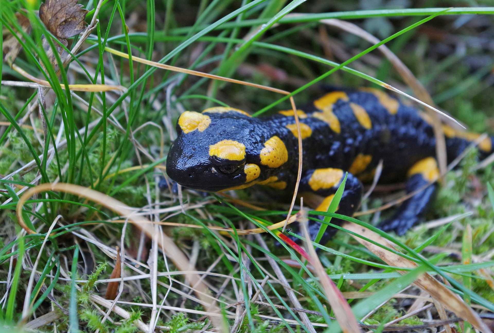 salamandra yamato in giappone