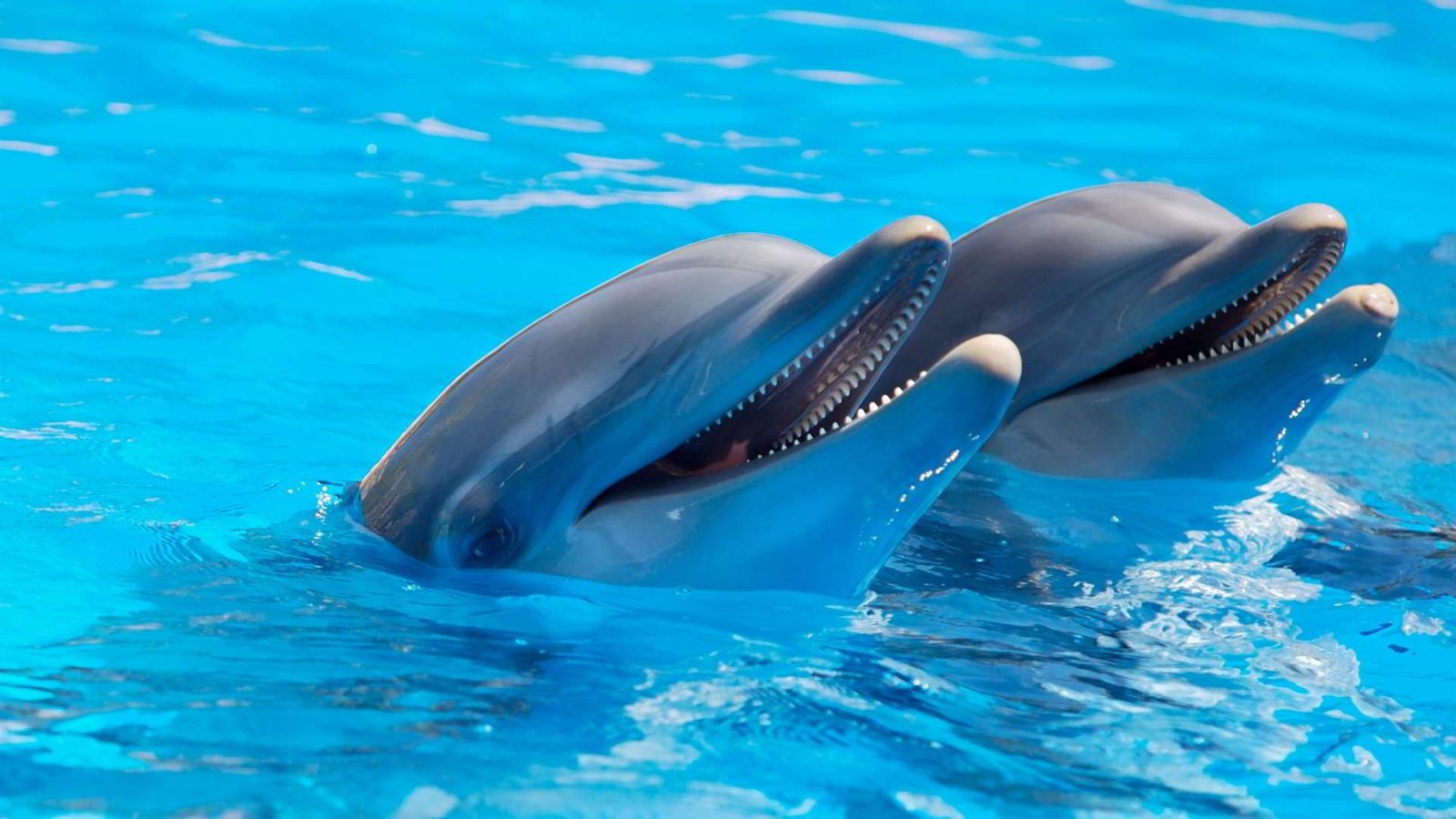 delfini liberi