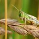 locusta del deserto su spiga di grano