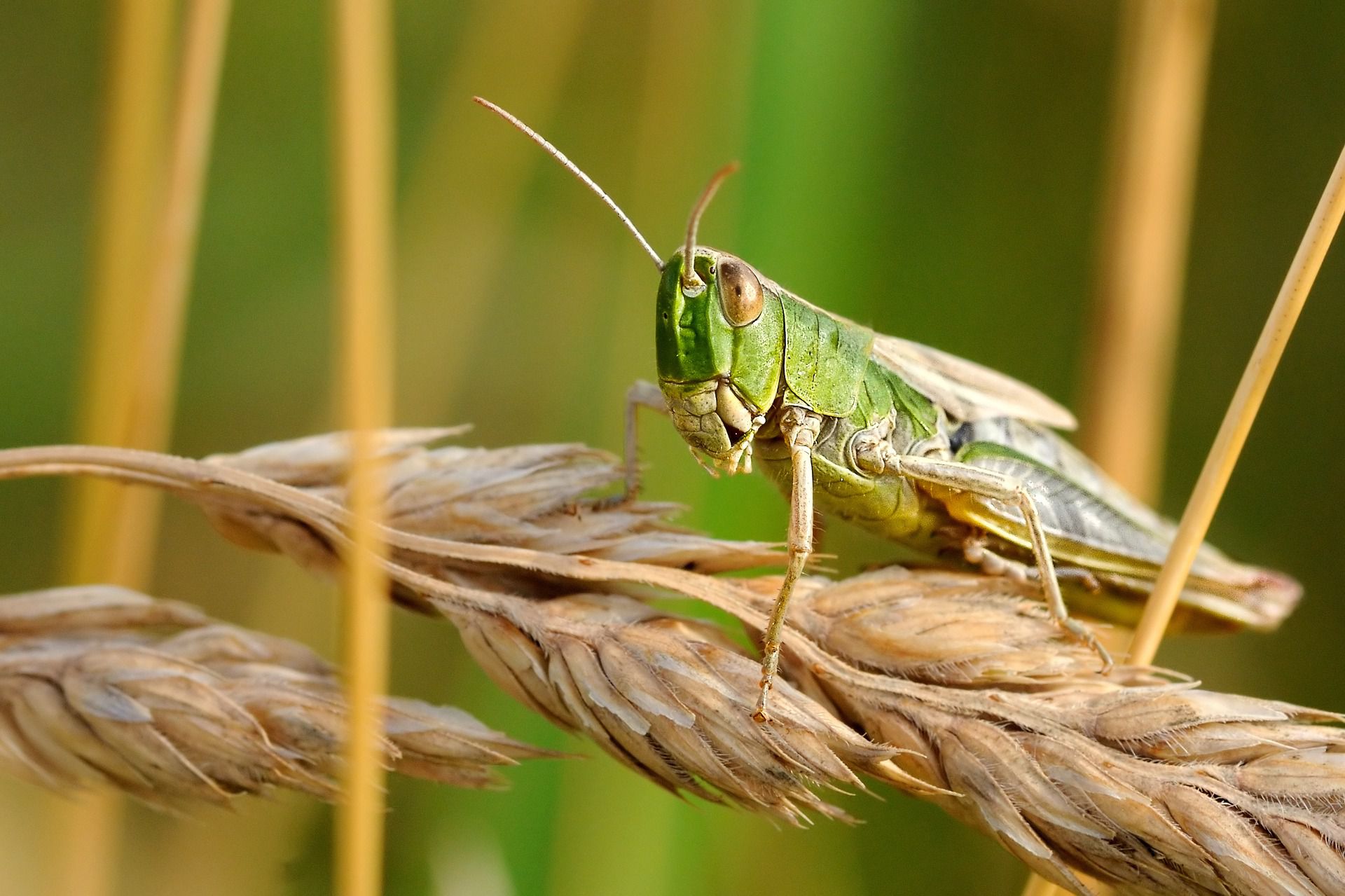 locusta del deserto su spiga di grano