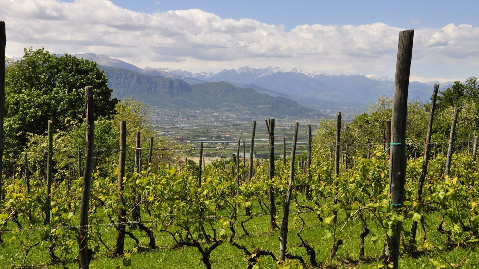 vigneto ad Alba in Piemonte