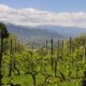 vigneto ad Alba in Piemonte