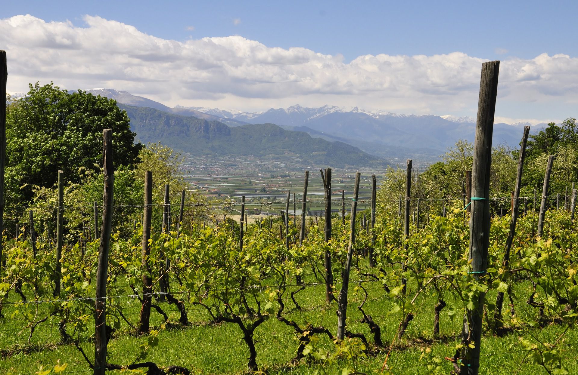 vigneto ad Alba in Piemonte