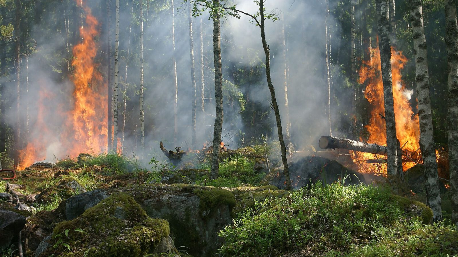 foresta in fiamme