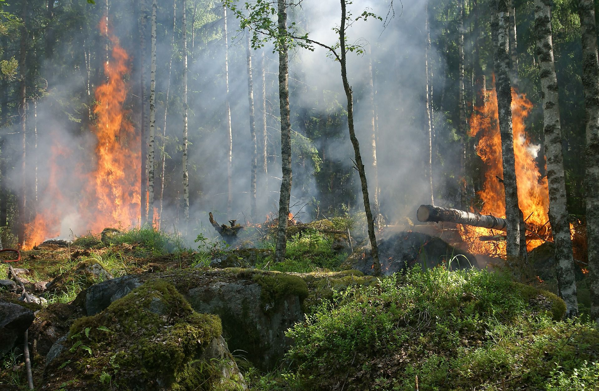 foresta in fiamme