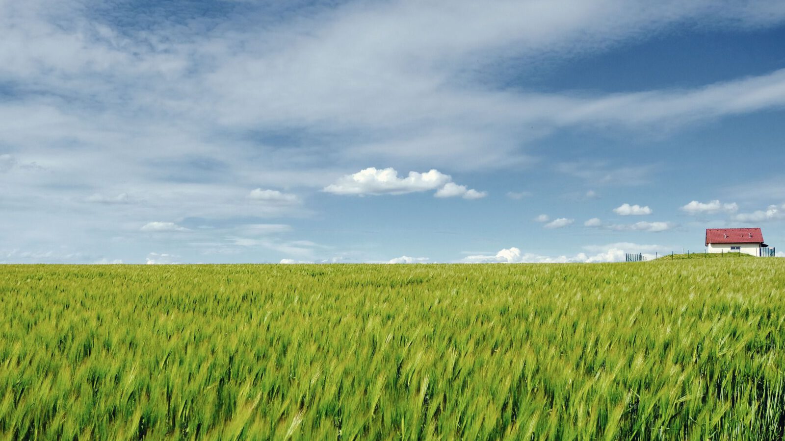 campo di grano