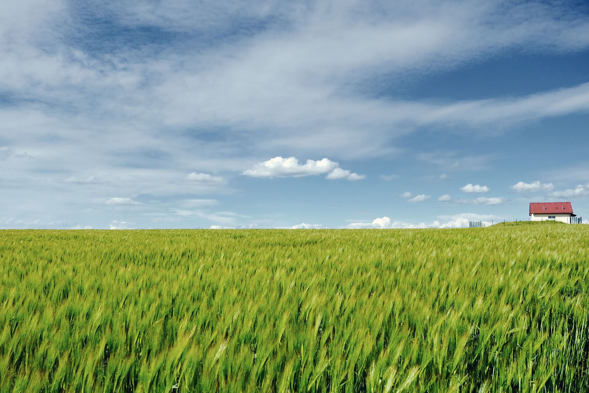 campo di grano